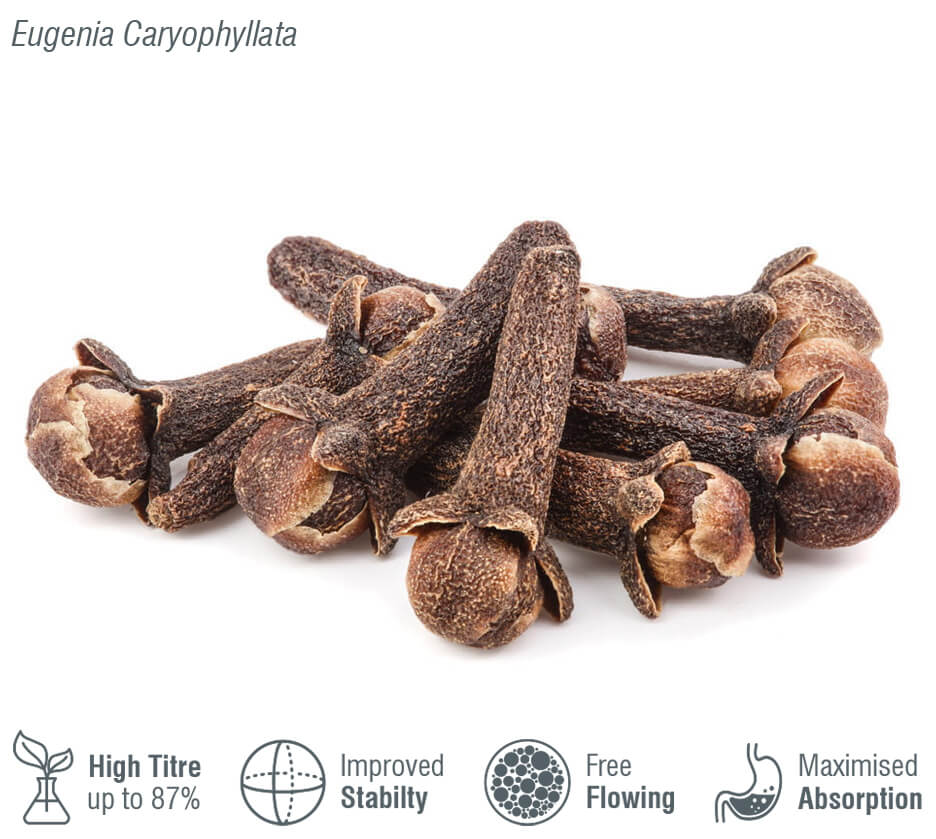 supplier of clove nutraceutical raw materials